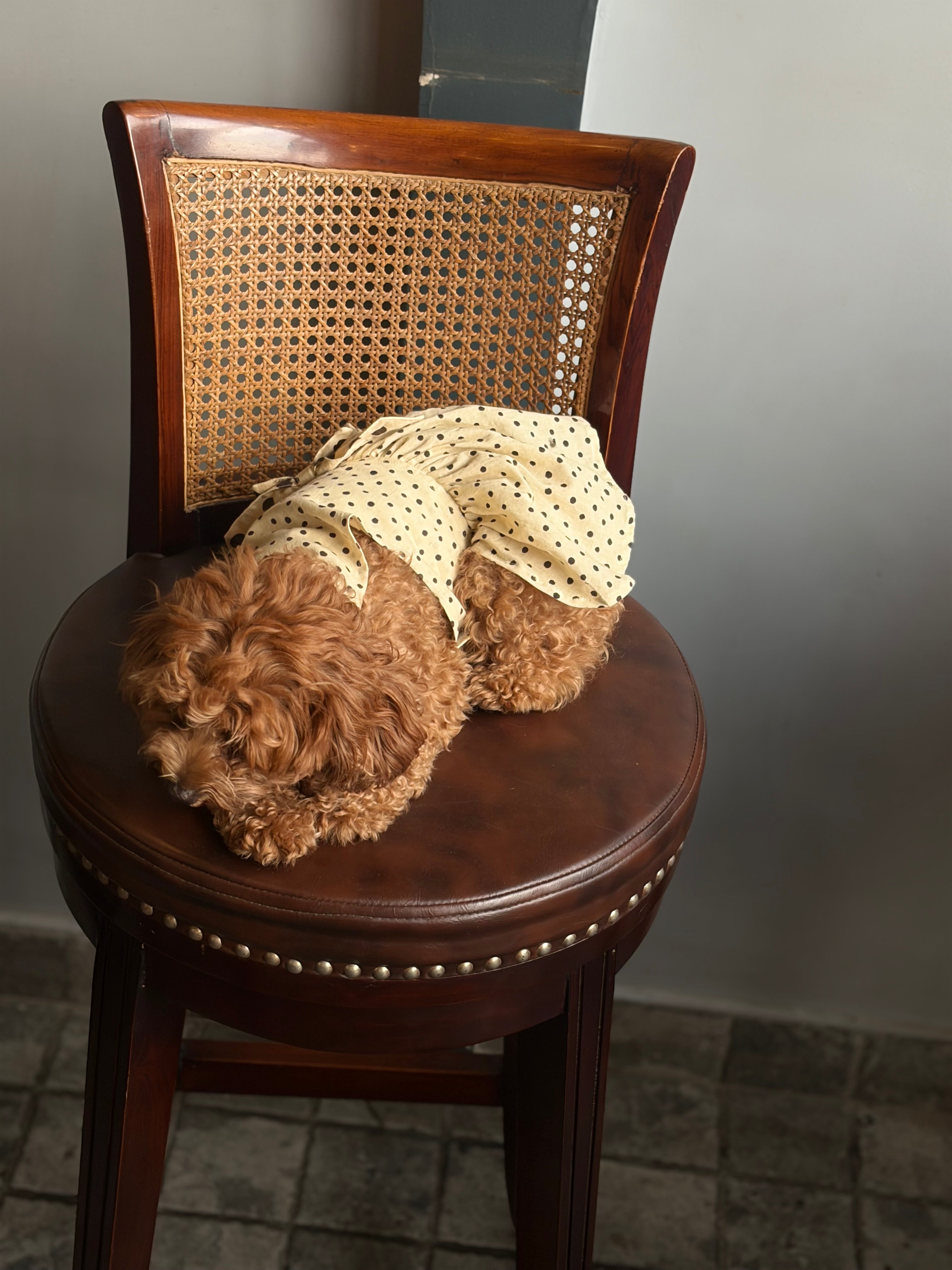 The Polka Pet Karrier