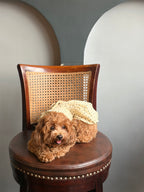 The Polka Pet Karrier