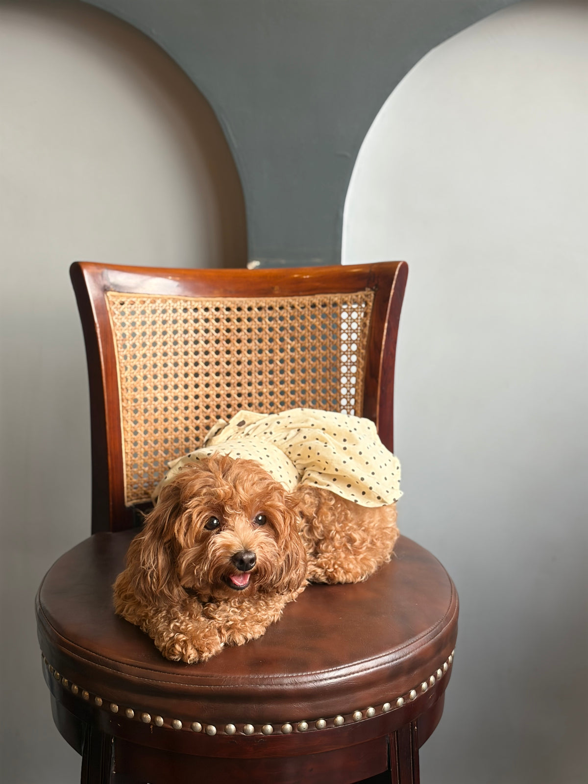 The Polka Pet Karrier