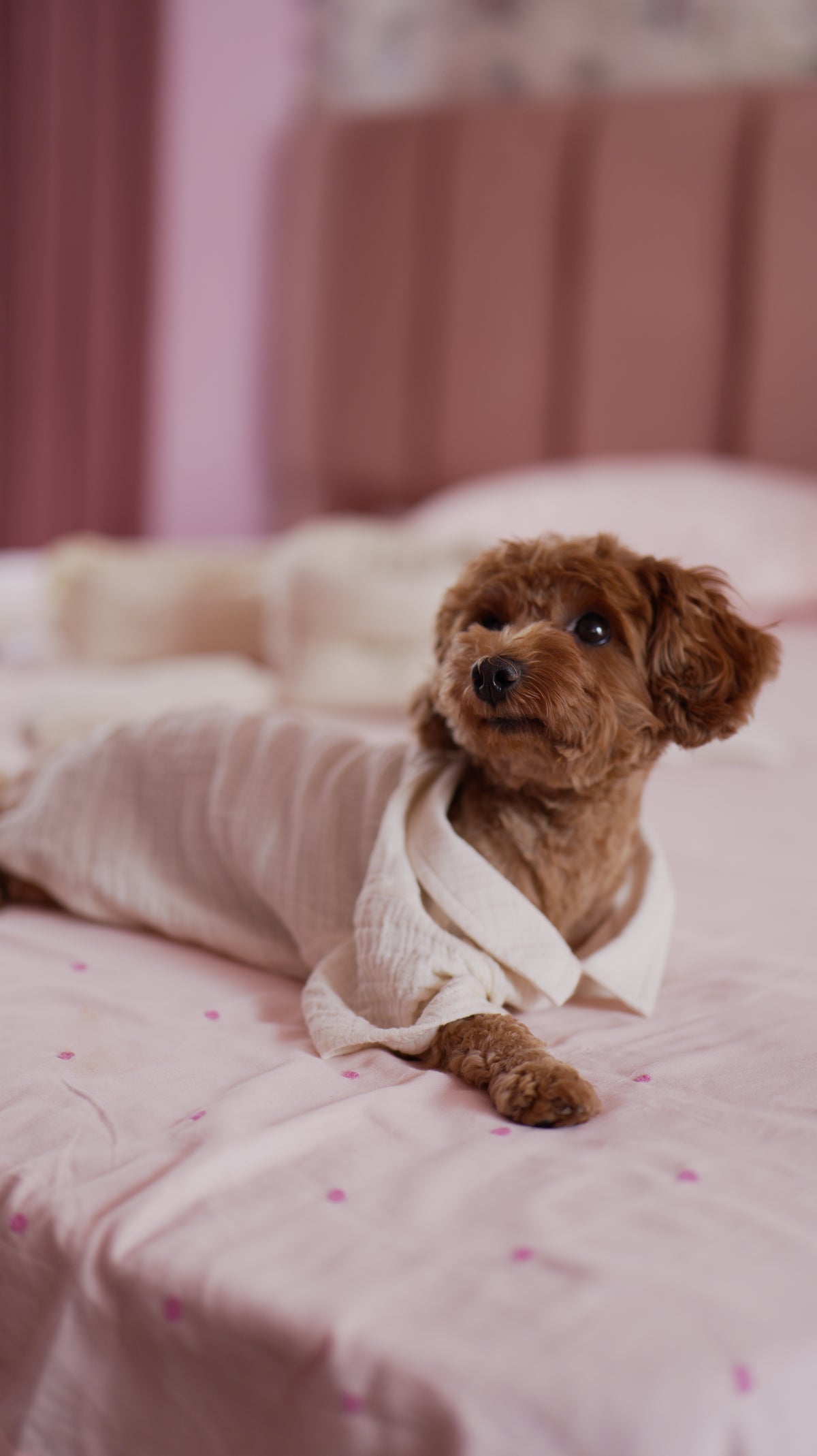 Milk Froth Pet Shirt - Muslin Cotton